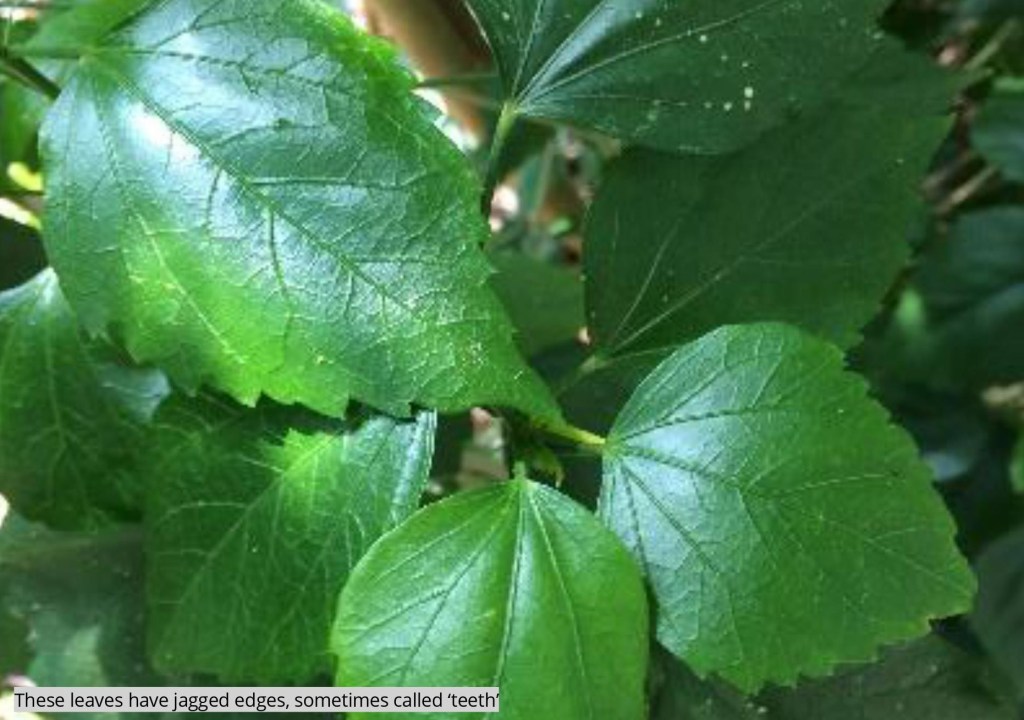 a close up of a green plant with jagged leaves