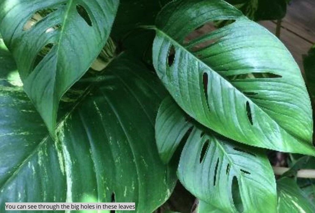 a close up of a green leaf with holes