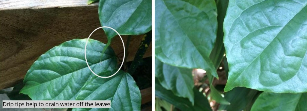 a close up of a green plant with drip tips