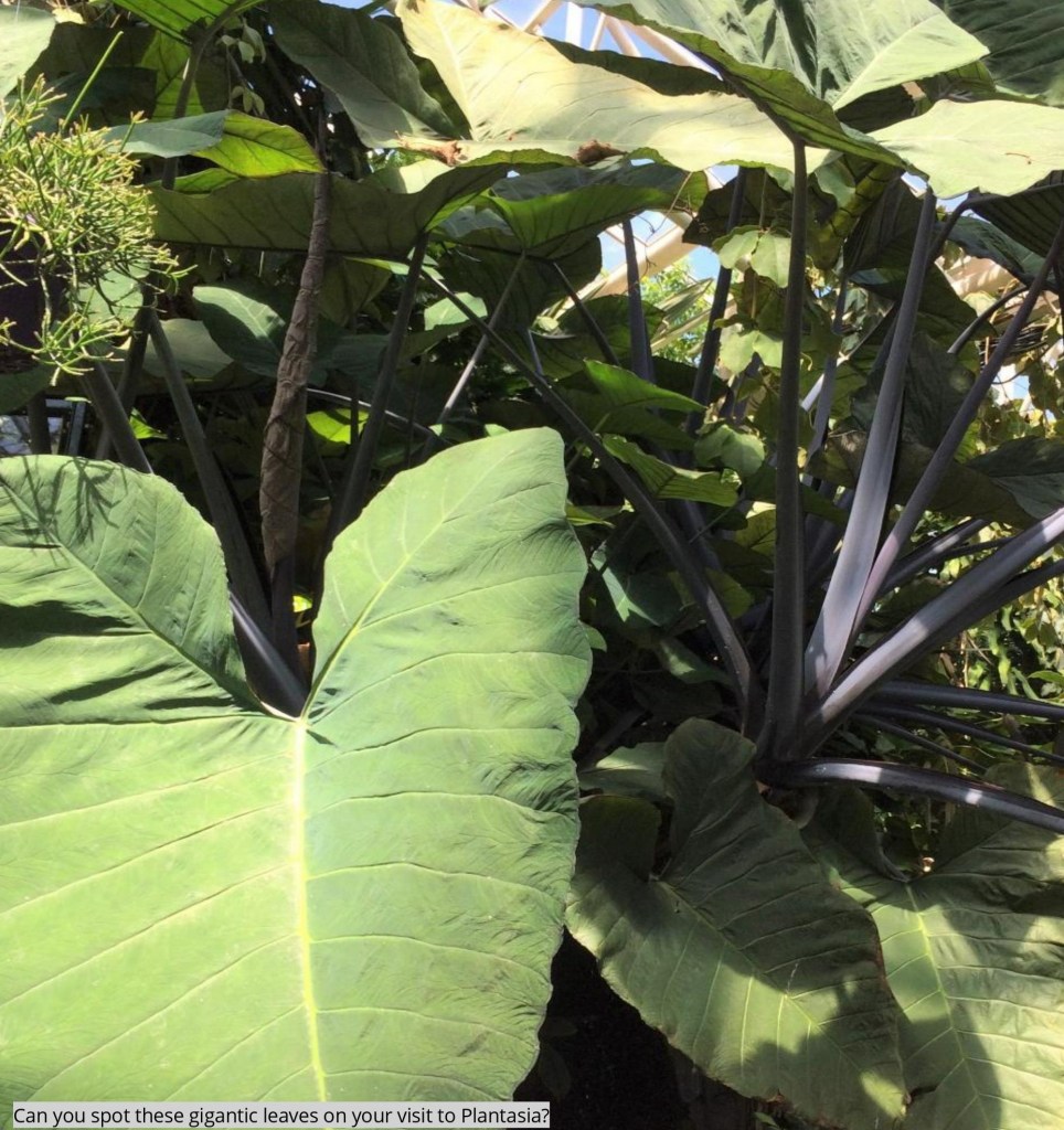 a close up of a green plant
