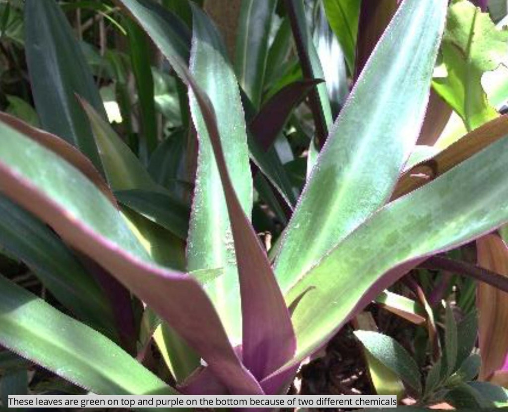 a close up of a plant with green on the top leaf and purple underneath