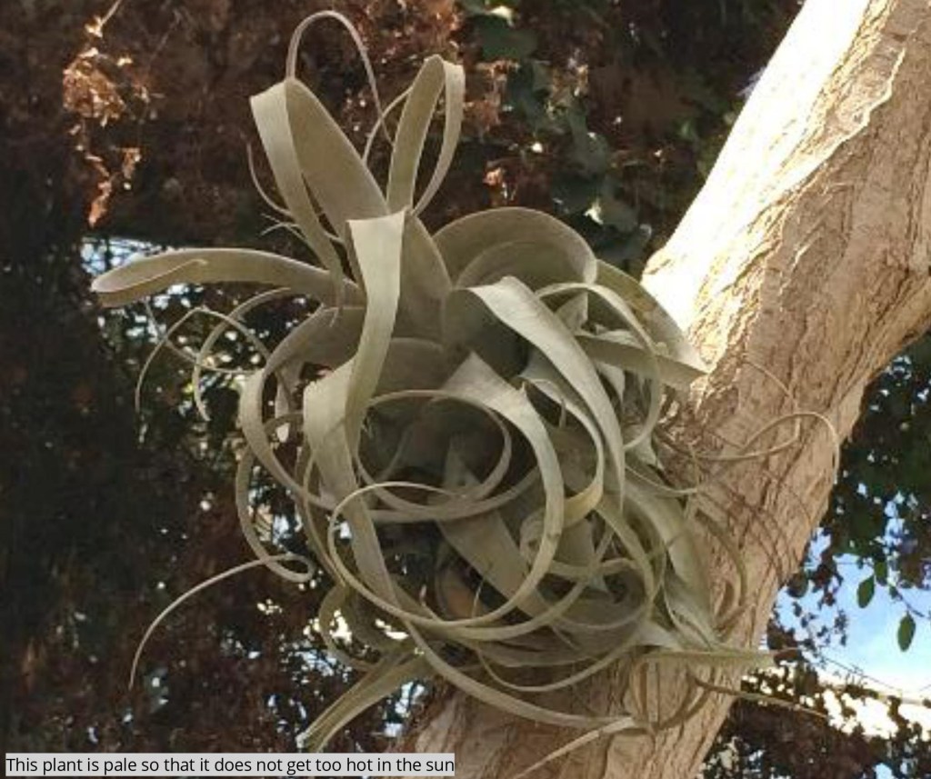 a close up of a pale plant