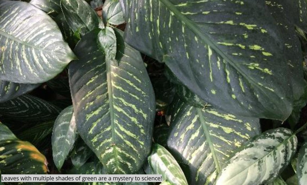 a close up of leaves with multiple shades of green