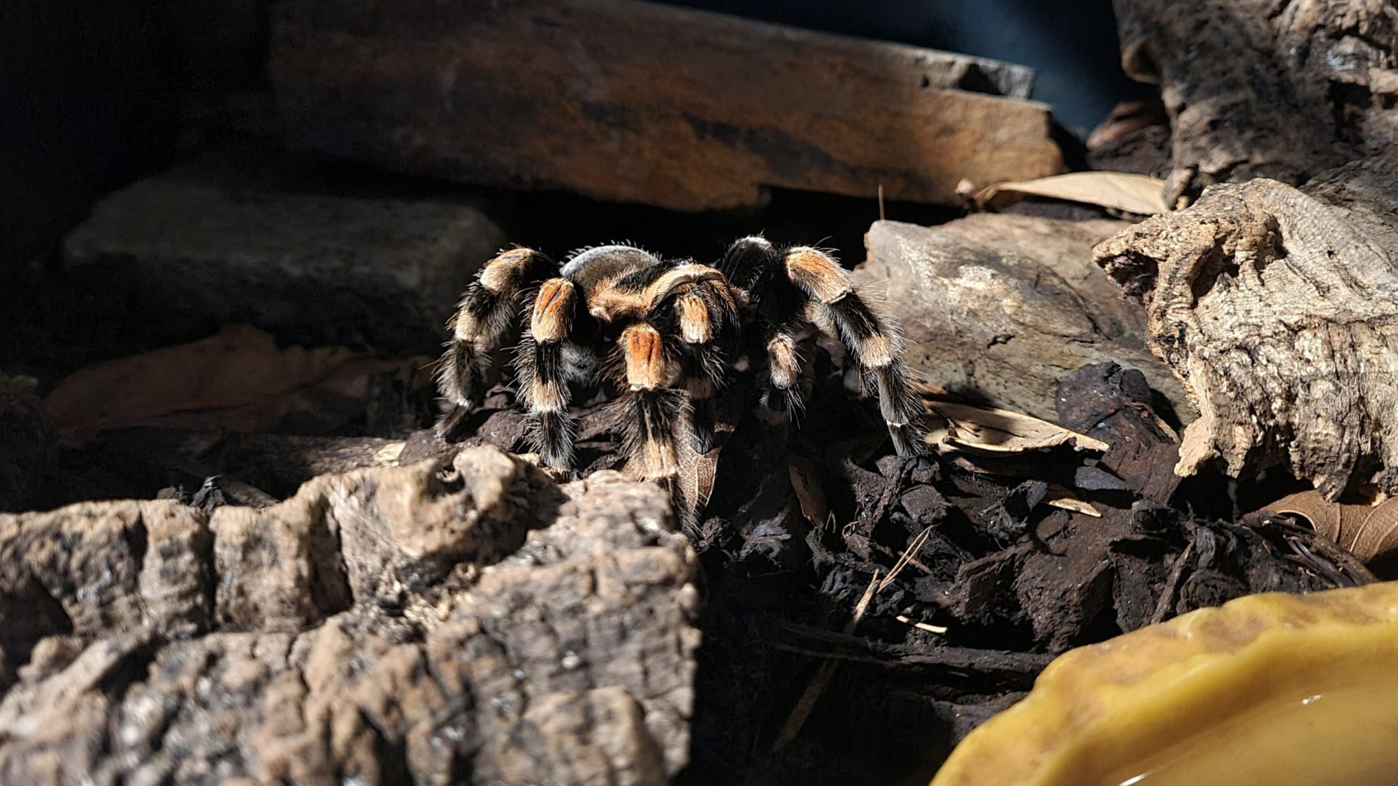 a close up of a rock and a tarantula