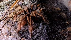 a close up of a goliath birdeater tarantula