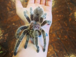 a chilean rose tarantula on a hand