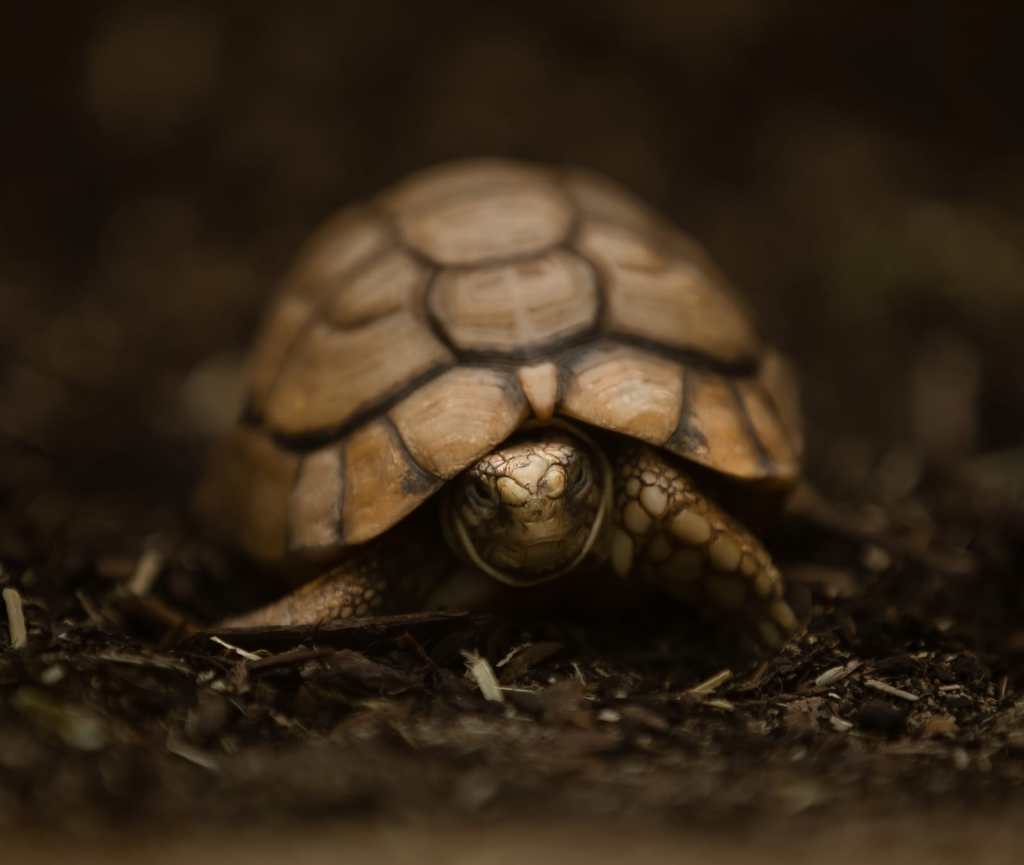 a close up of an Egyptian Tortoise