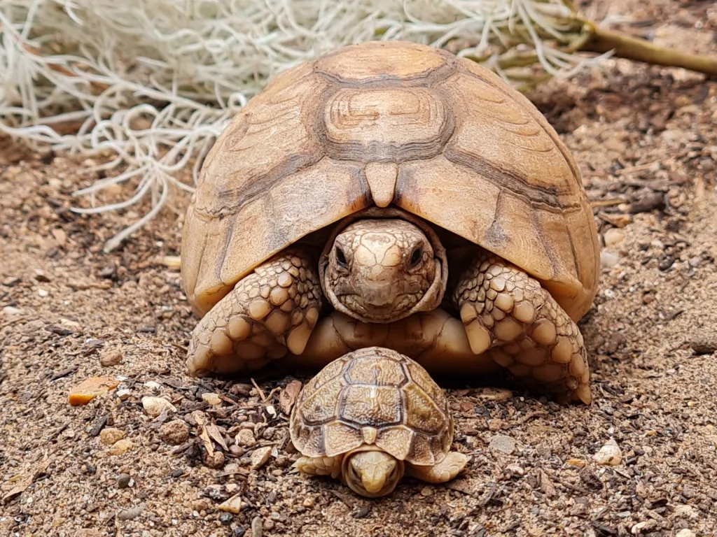 A mother and baby Egyptian Tortoise