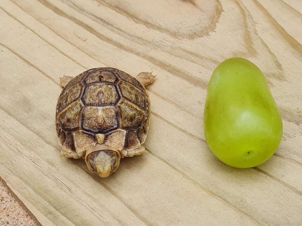 A newborn Egyptian Tortoise next to a green grape of the same size