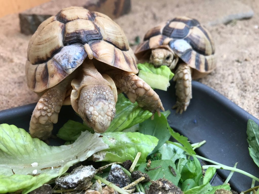 Two baby Egyptian Tortoise eating lettuce from a bowl