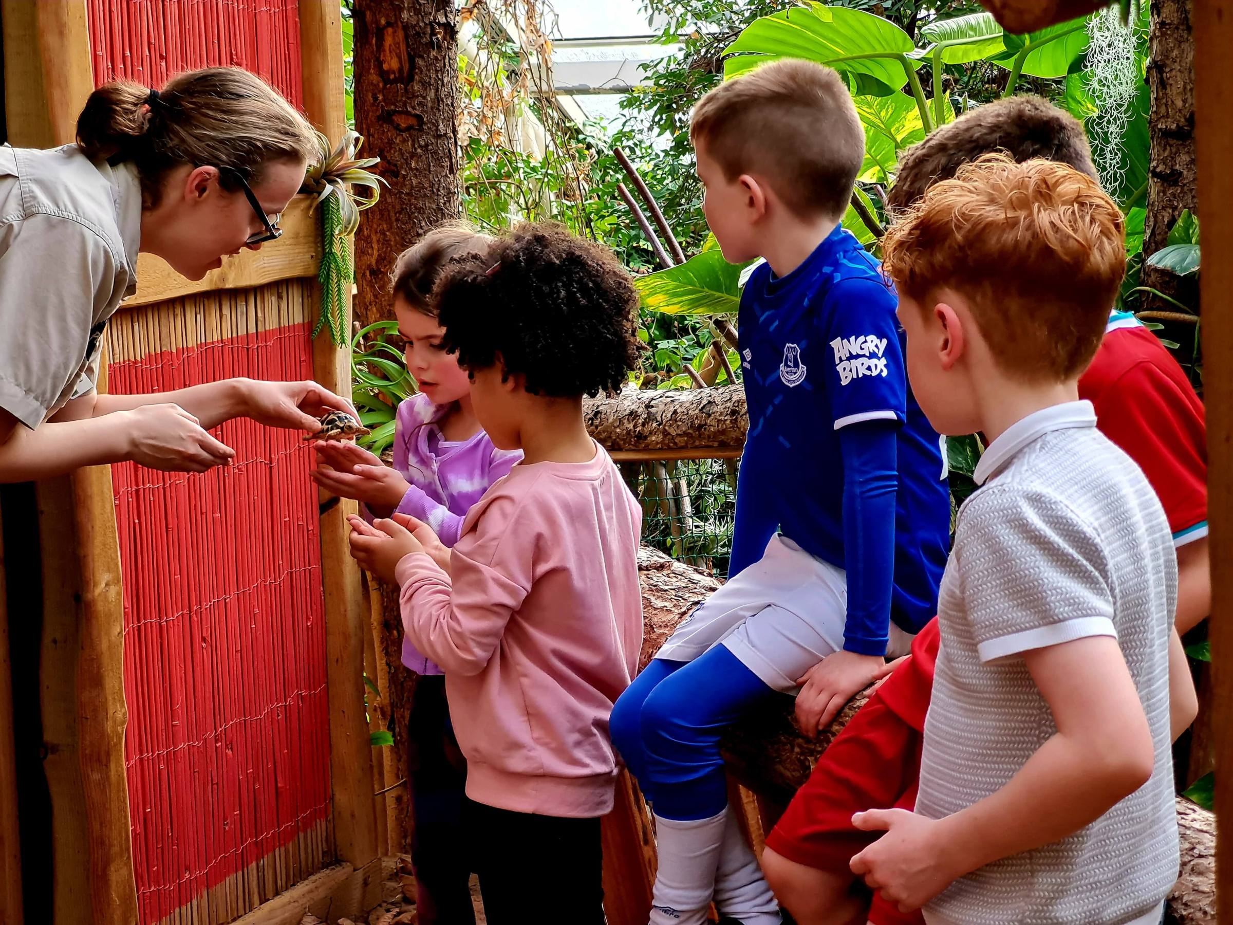 A group of children looking at an Egyptian Tortoise in the female zookeepers hand