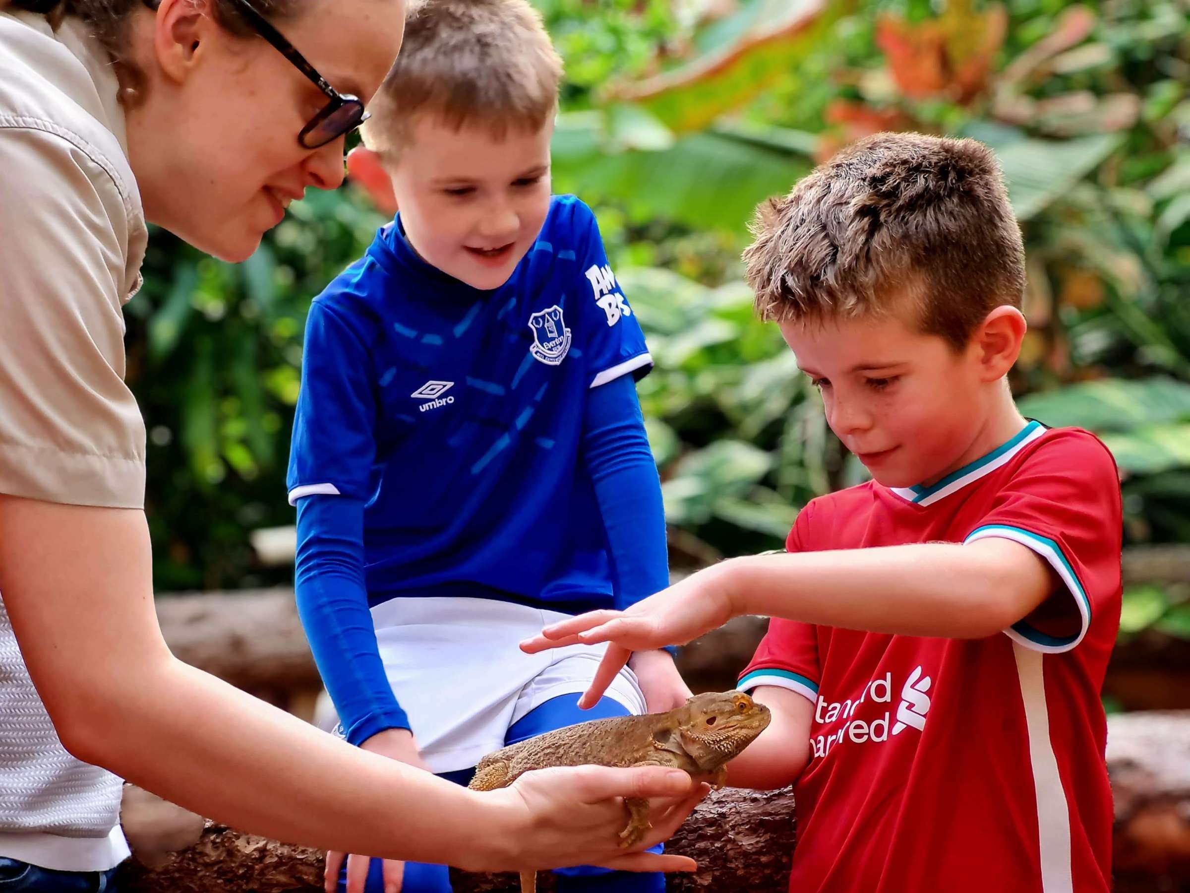 a young boy touching a bearded dragon wiith another boy and female zookeeper watching