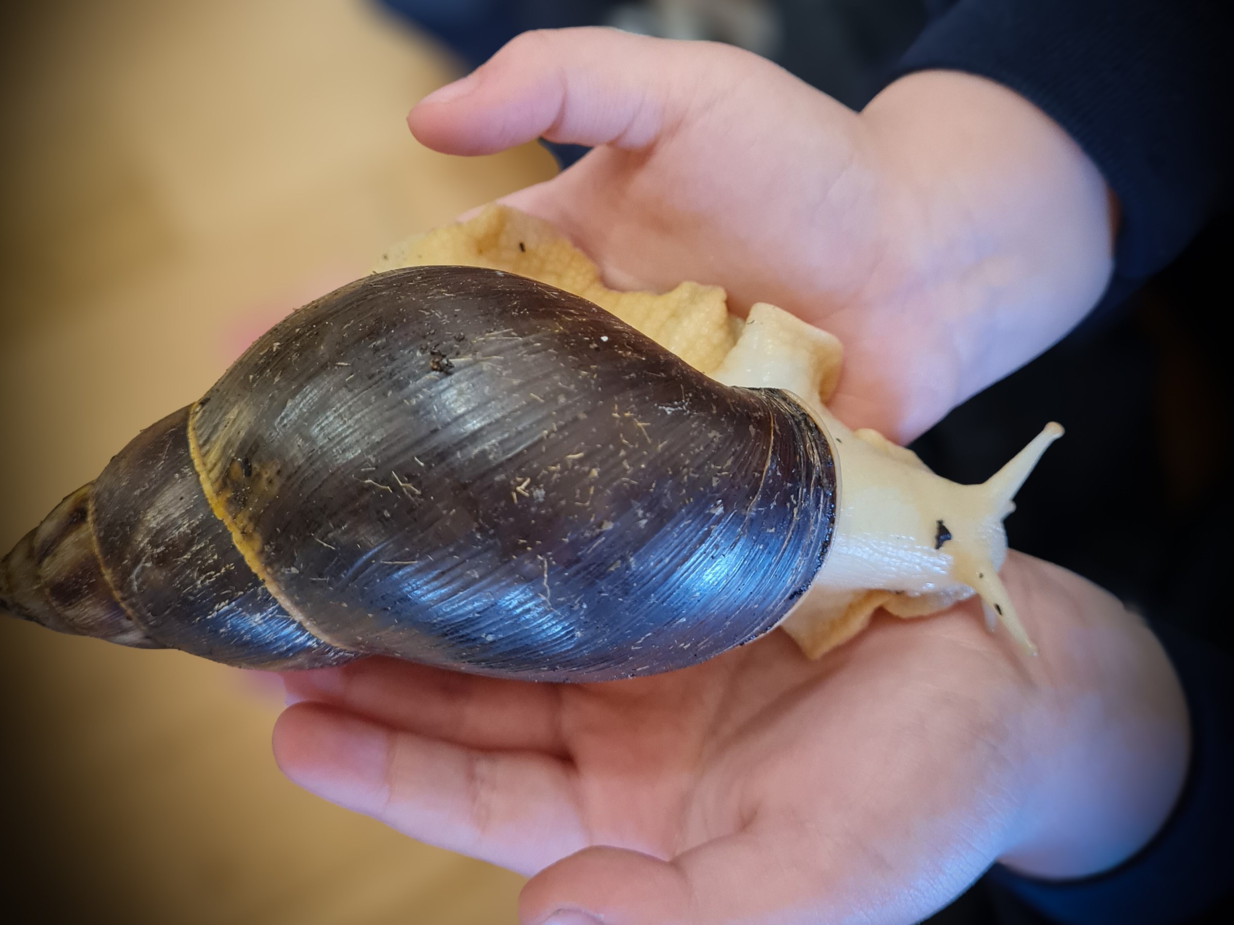 a hand holding a giant African land snail