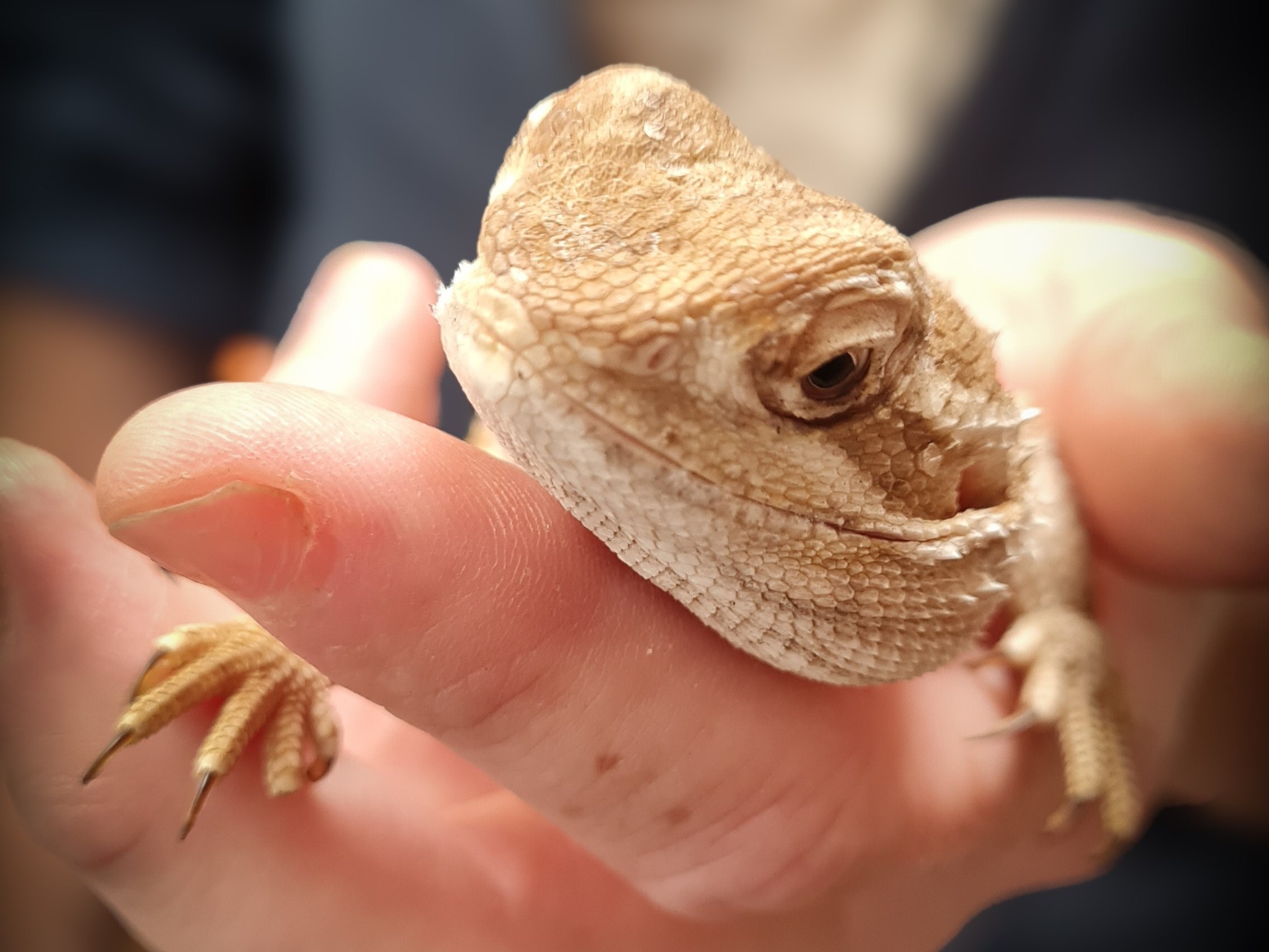 a close up of a hand holding a Rankins Dragon