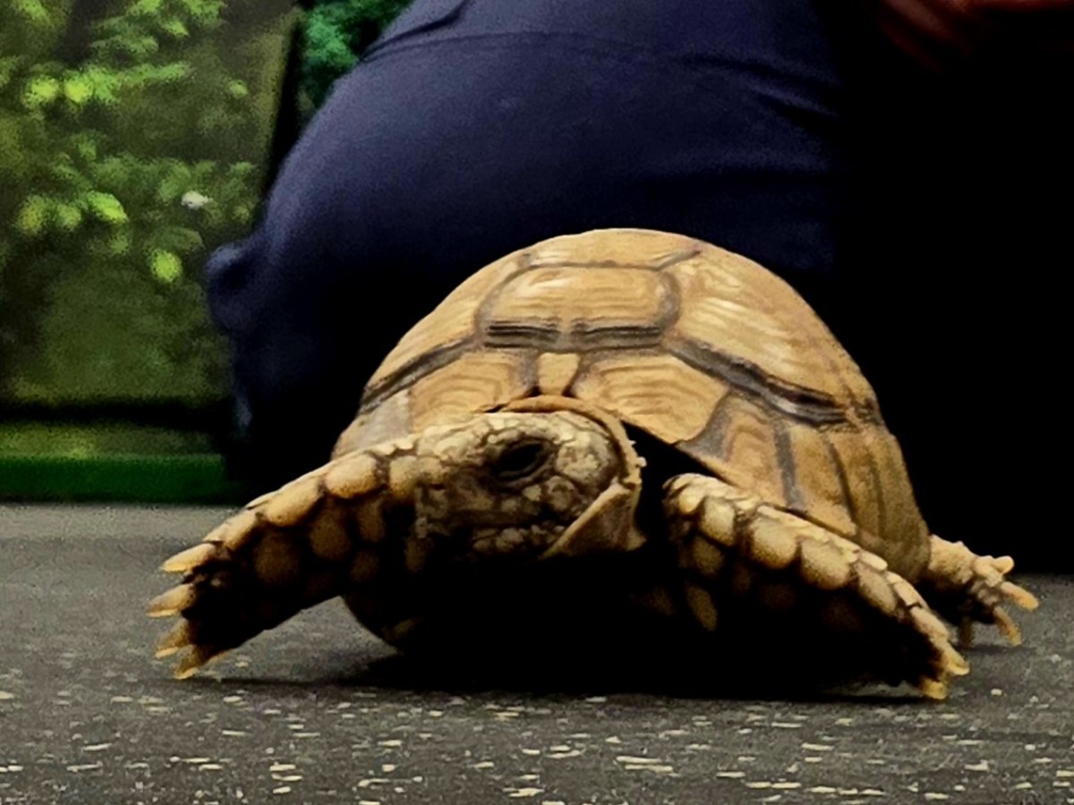 an Egyptian Toirtoise walking on the floor