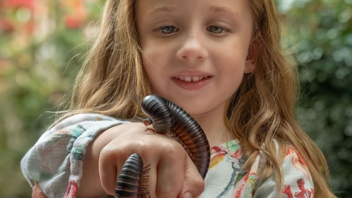 a close up of a girl holding a giant millipede