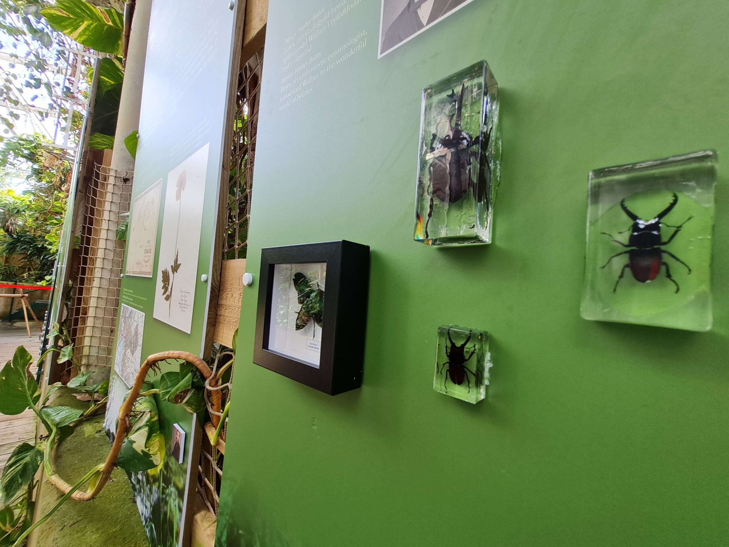 Insects in glass cubes on an exhibition board