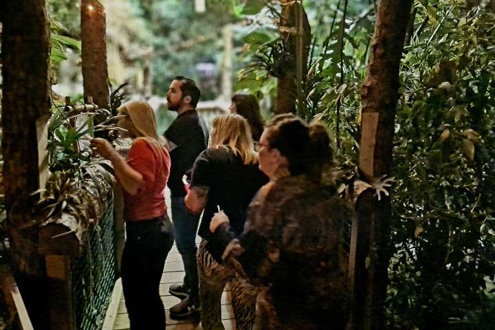 a group of people in a jungle setting looking over a bridge