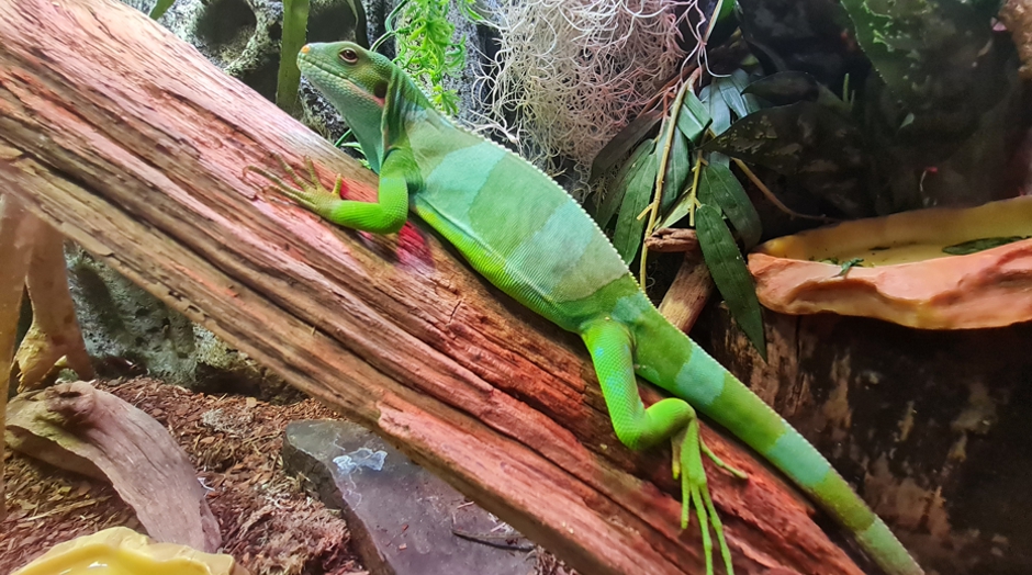 a Male fiji banded iguana climbing on a wood stick