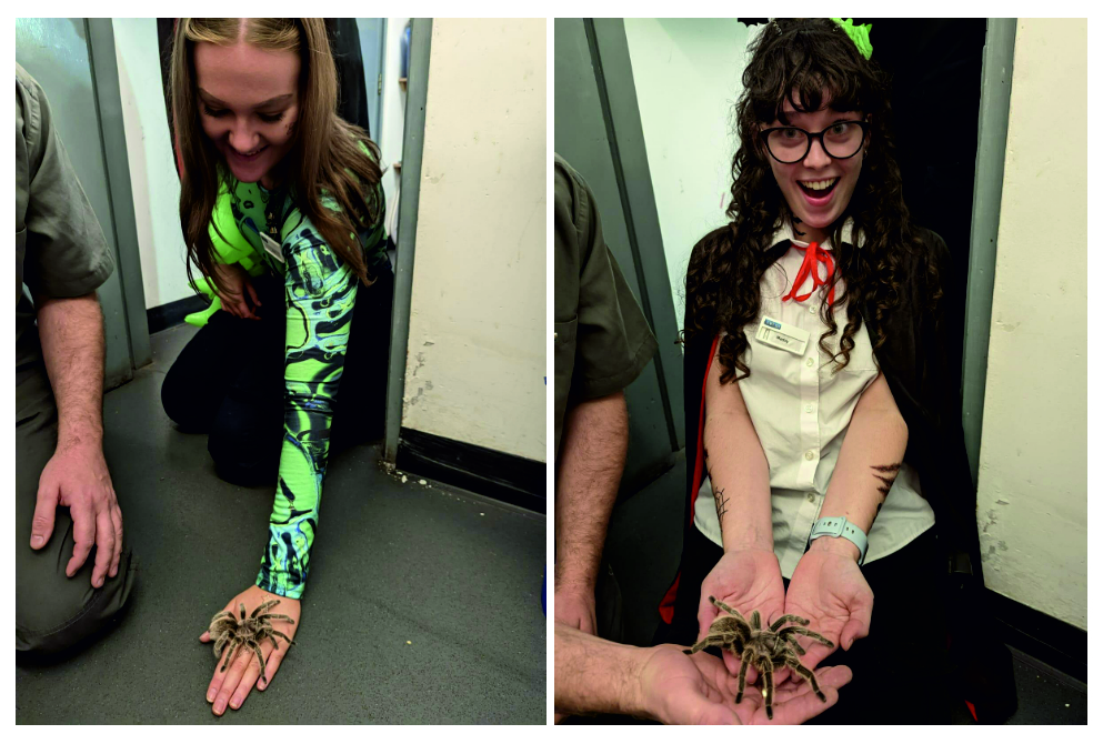 2 images of girls dressed in Halloween costumes holding a tarantula