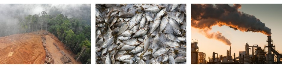 3 images: A forest that faces deforestation issues; an image of many fish to represent overfishing; and a photo of a factory polluting the sky