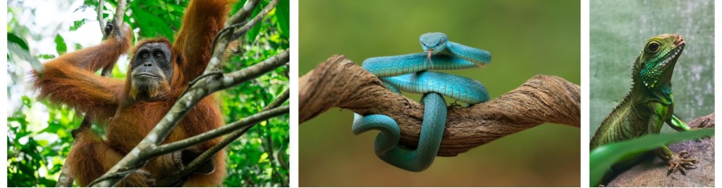 a photo of an orangutan, a snake and a reptile