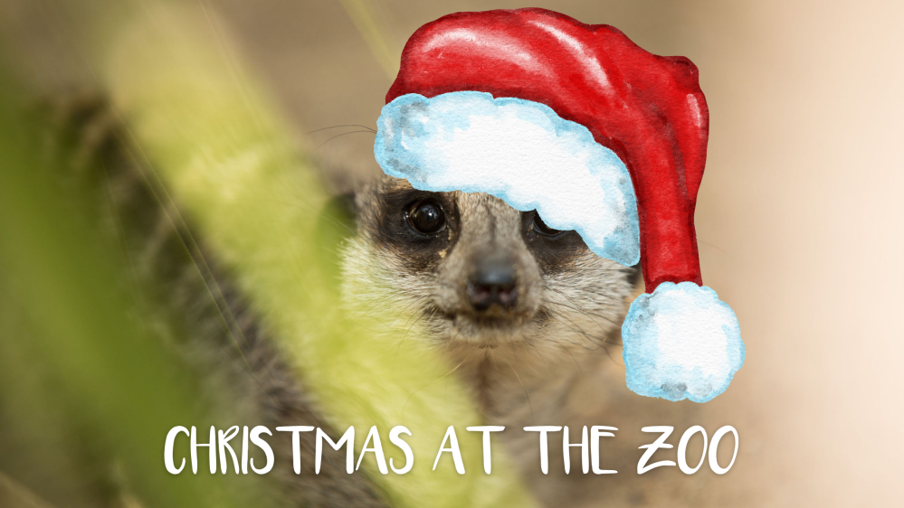 Meerkat with Santa hat, text 'Christmas at the Zoo' beneath.