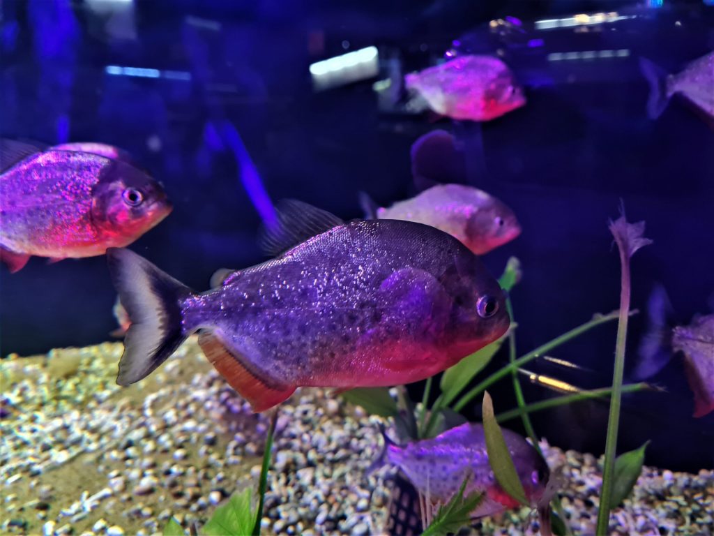 A shoal of Piranhas at Plantasia Tropical Zoo