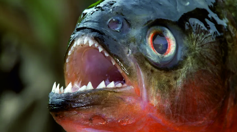 a close up of a piranha fish courtesy of https://animals.howstuffworks.com/fish/piranha.htm