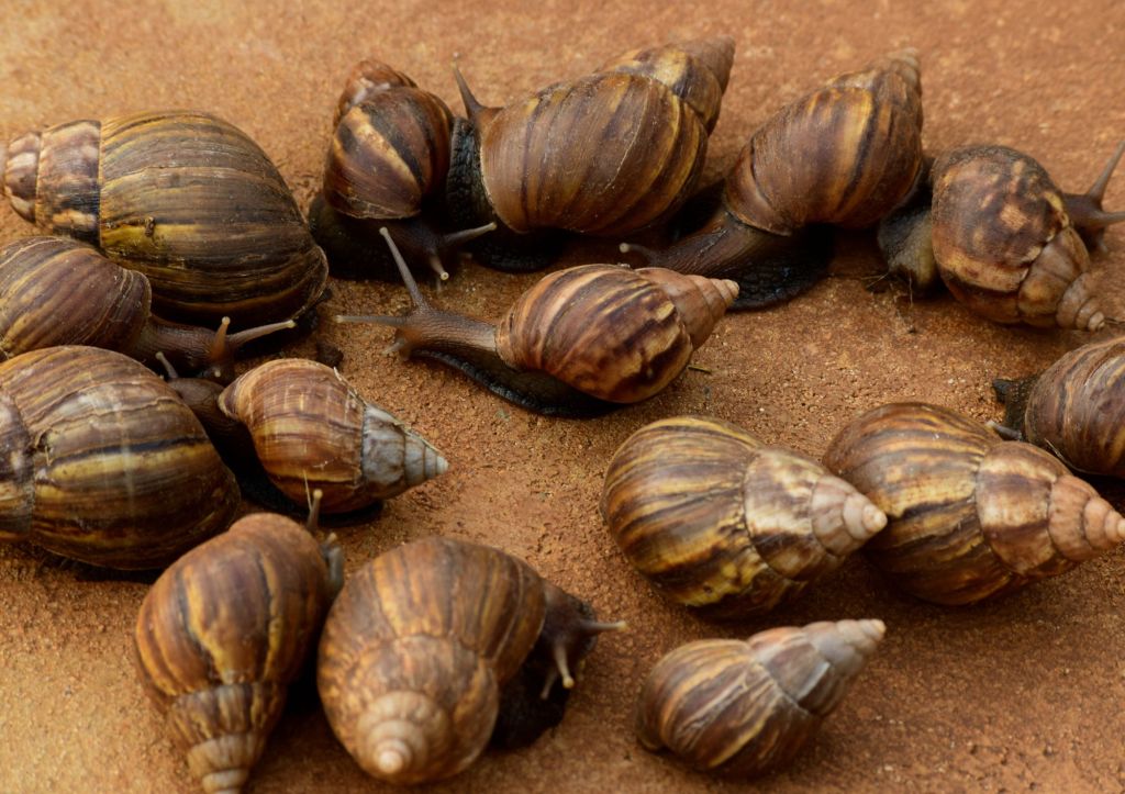 a group of giant African land snails sitting on the ground
