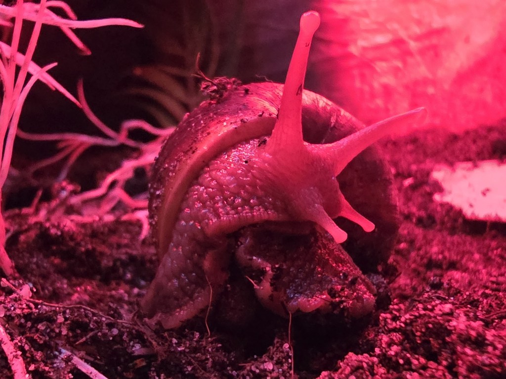 a close up of a giant African land snail under a red light