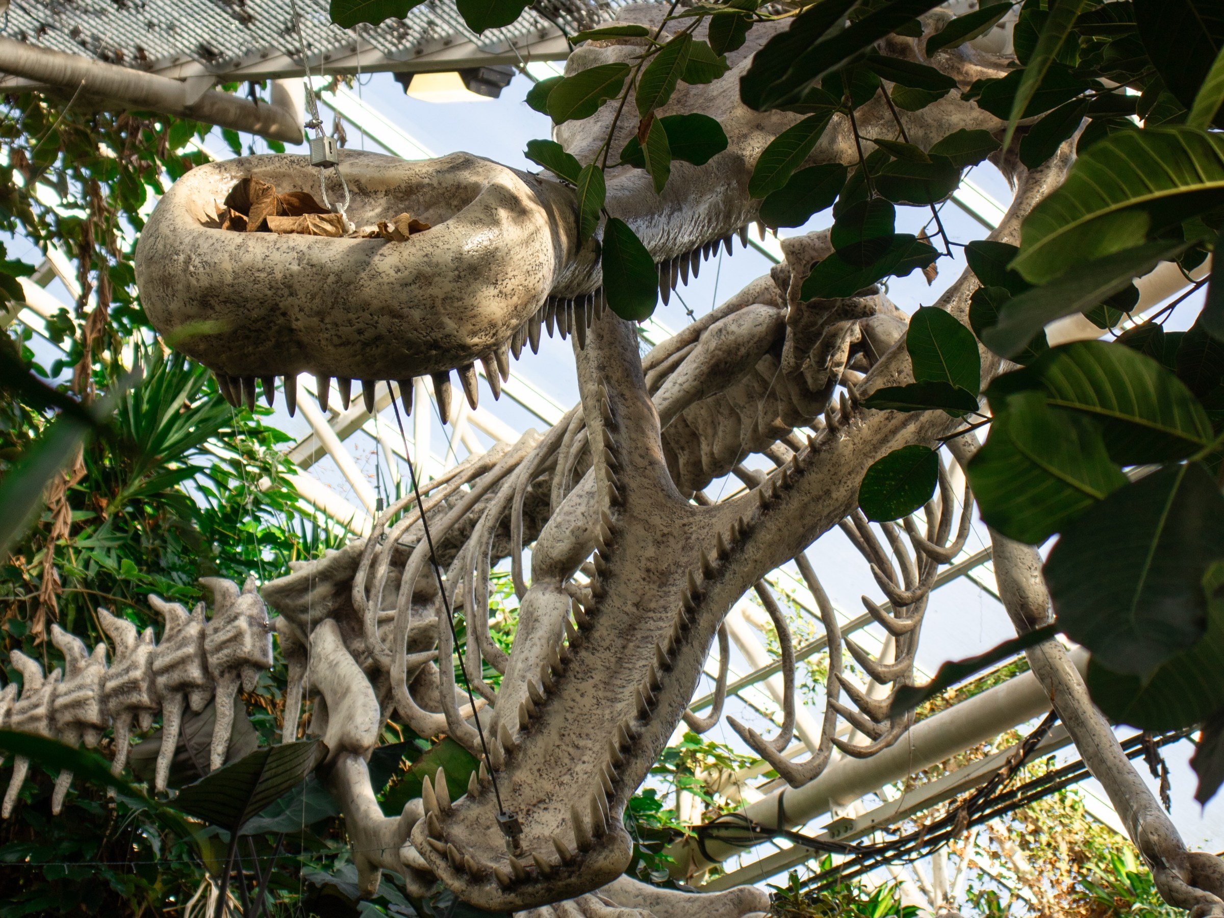 Skeleton of Sarcosuchus Imperator with vines and leaves around.