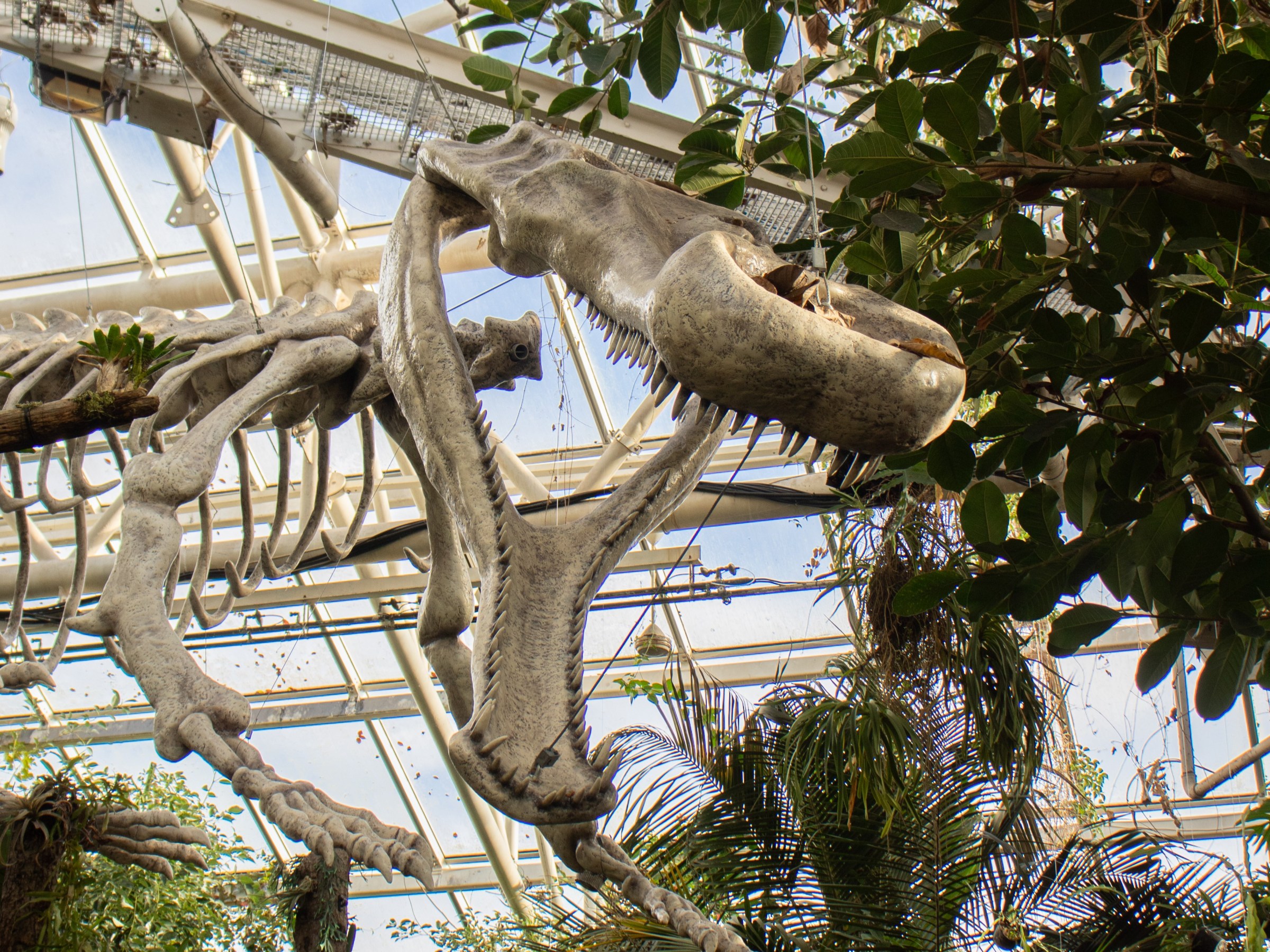 Sarcosuchus Imperator skeleton with open jaw displayed in a greenhouse with tropical plants.