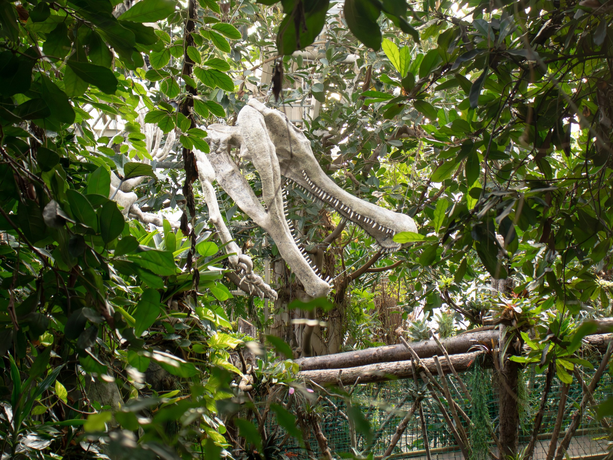 Sarcosuchus Imperator skeleton head and neck partially hidden by lush green foliage.