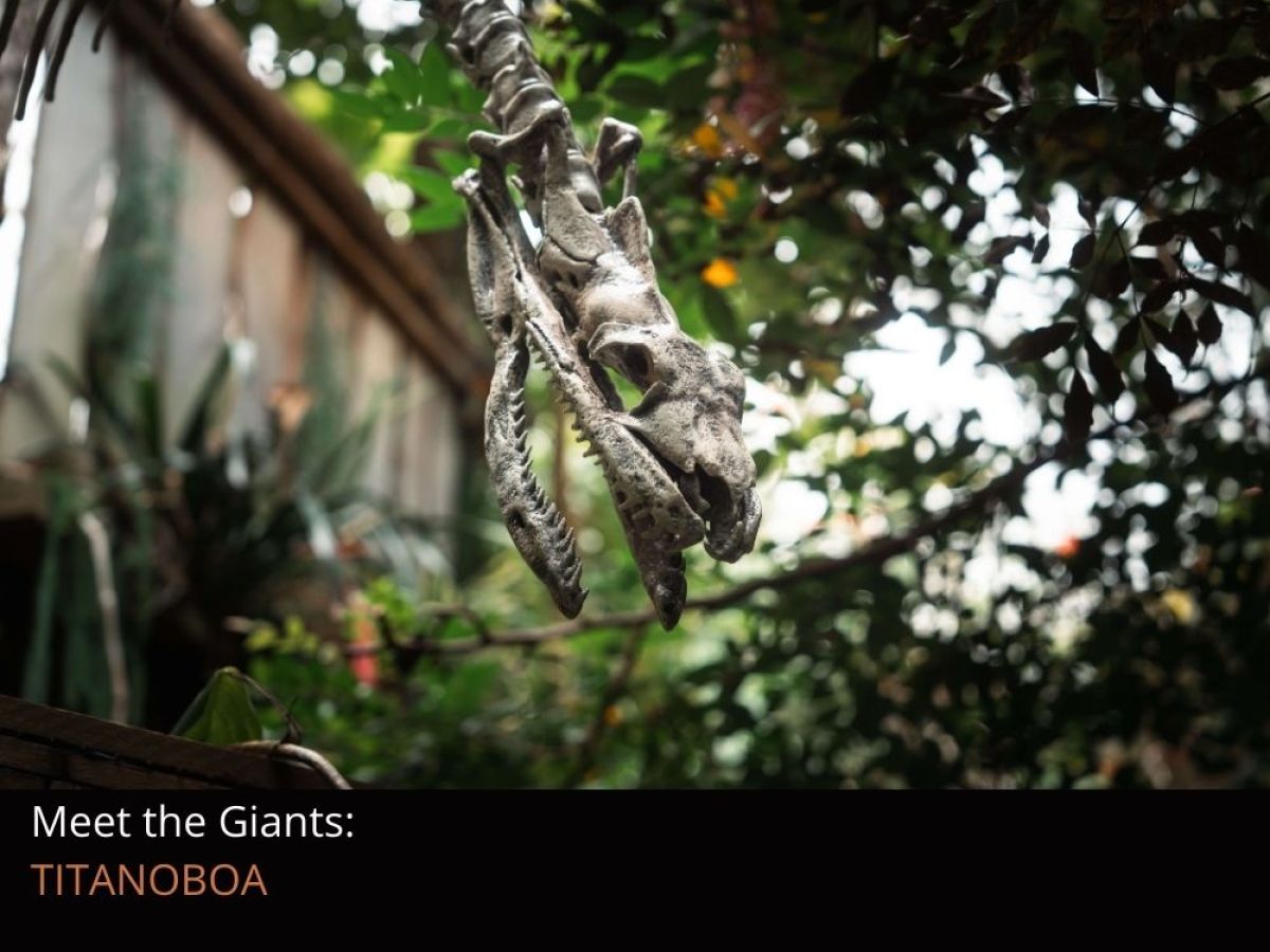 A life-sized replica skeleton of Titanoboa amongst the trees