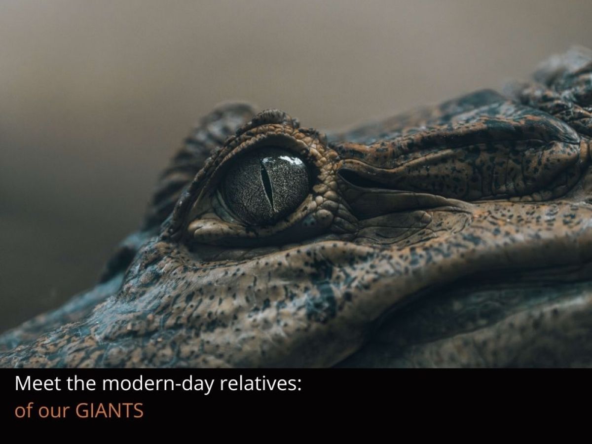 A close up of a Caiman's eye