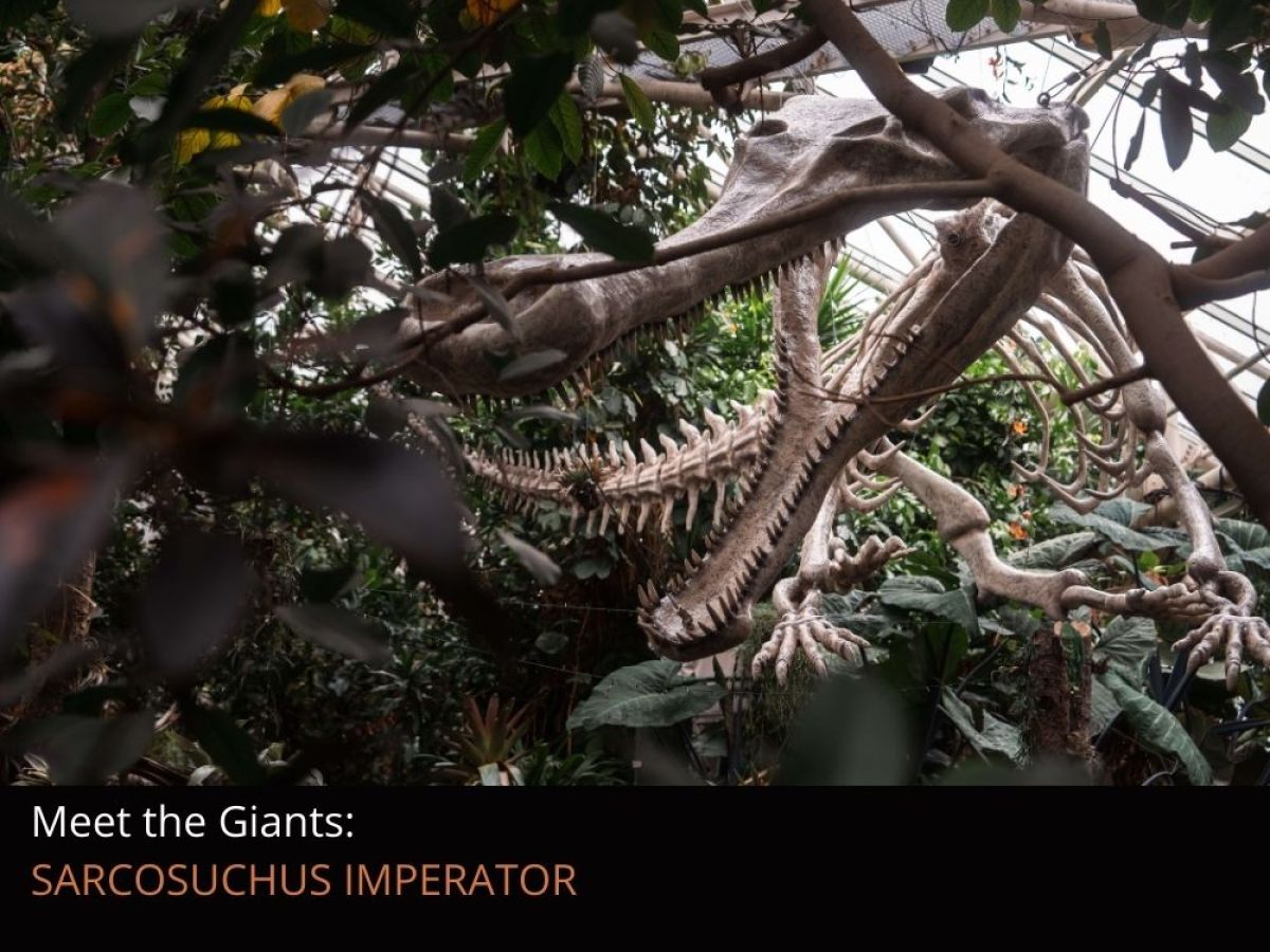 A close up of a life-sized replica of Sarcosuchus Imperator, suspended amongst the trees