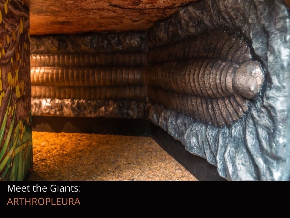 A life-sized replica fossil of Arthropleura inside a tunnel