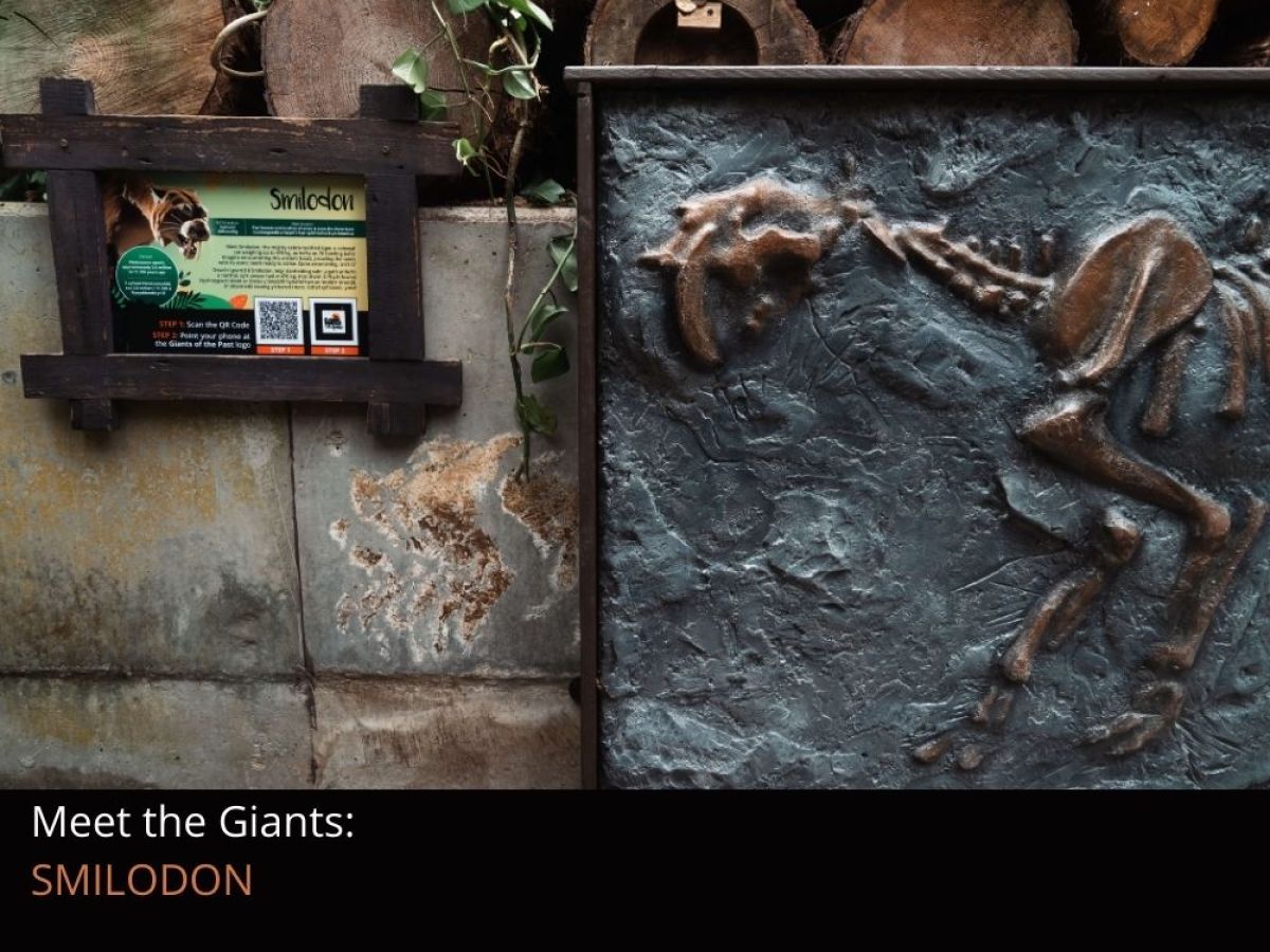 A close up of a replica fossil of Smilodon and an information sign on a wall