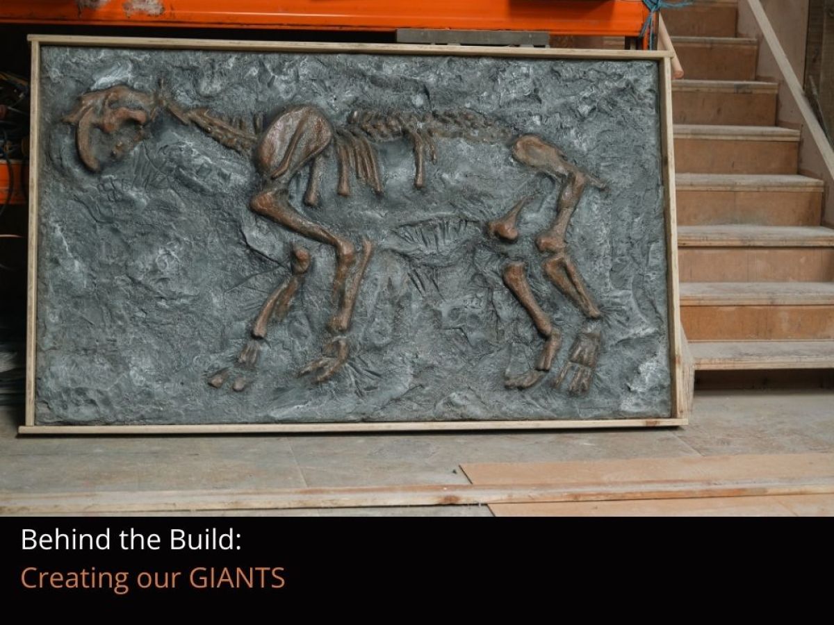 A close up of a replica fossil in the making of Smilodon