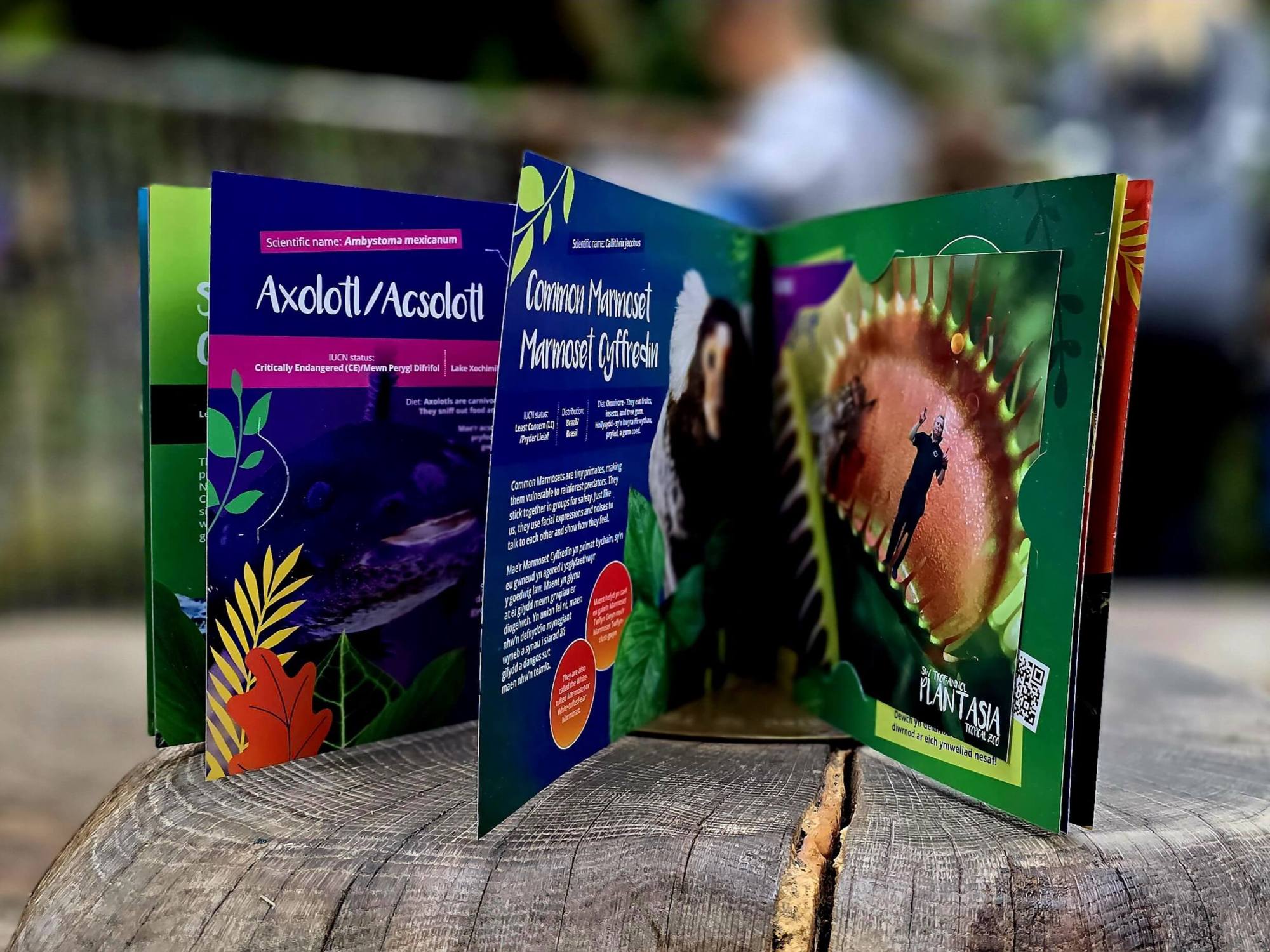 A Plantasia Tropical Zoo x Magic Memories photobook sat on top of a wooden bench