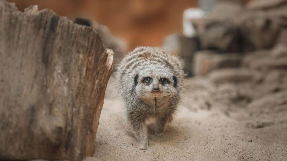 a close up of a meerkat walking towards the camera