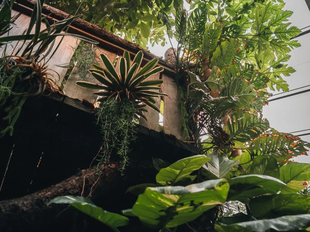 a plant in front of a wooden bridge