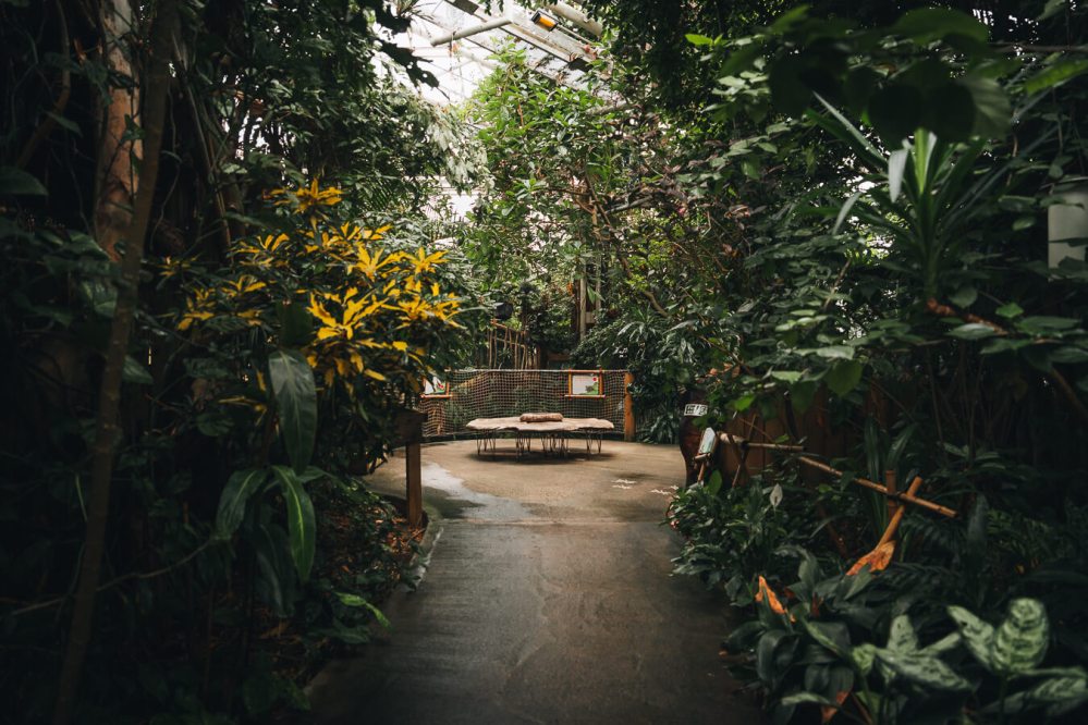 a group of bushes in a garden