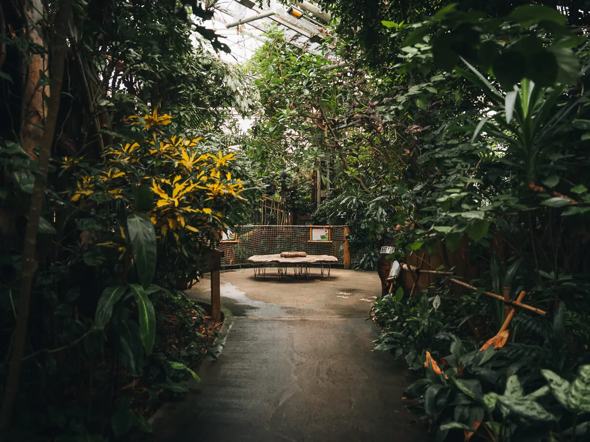 a group of bushes in a garden