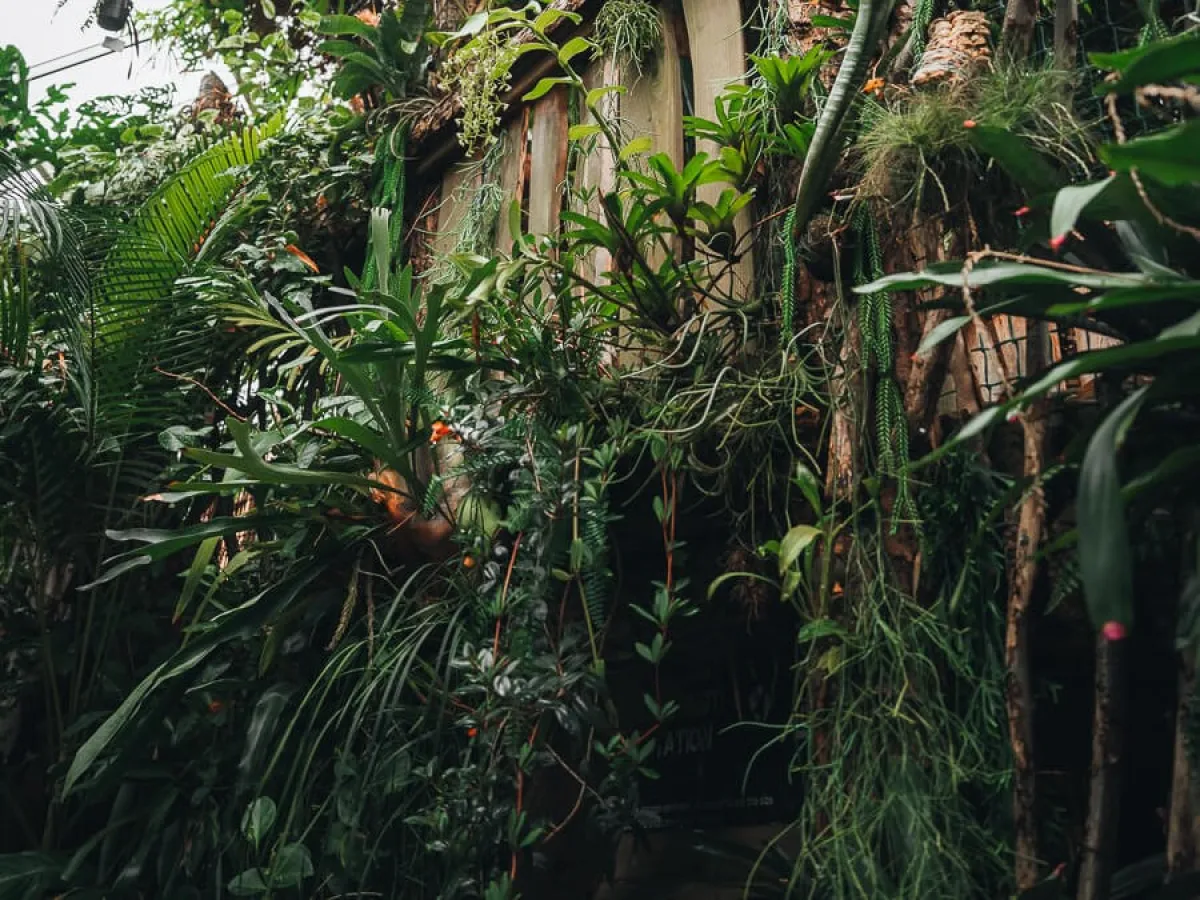 plants growing on a wooden bridge