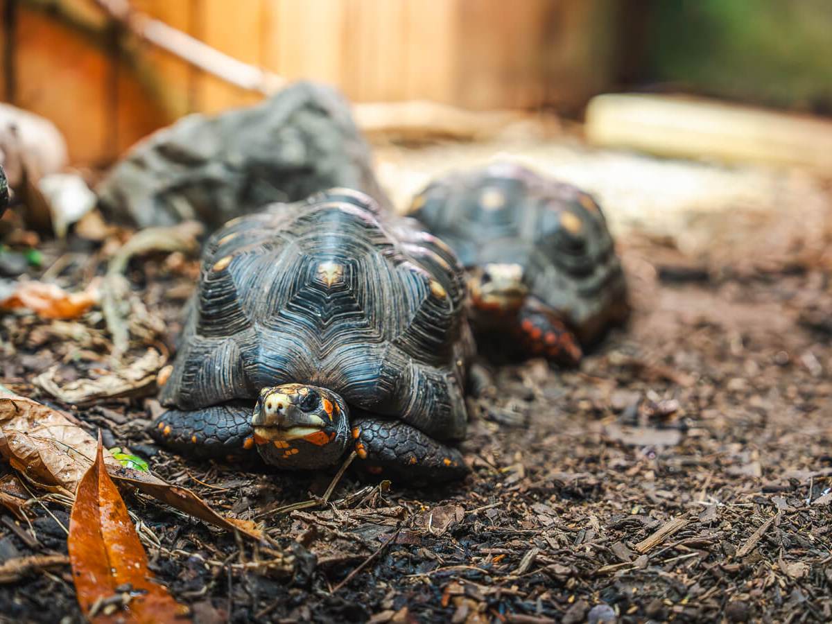 a close up of a 2 red foot tortise on a forest floor
