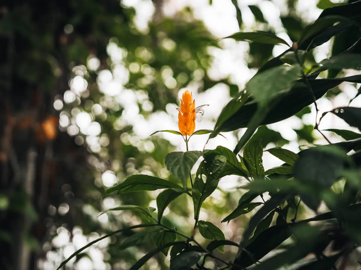a yellow lollipop plant in bloom