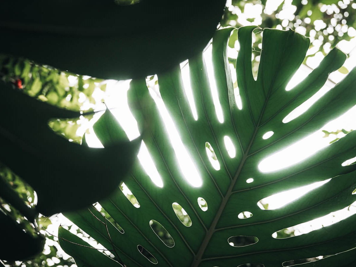 Education a close up of green plant leaves overlapping with light shining through