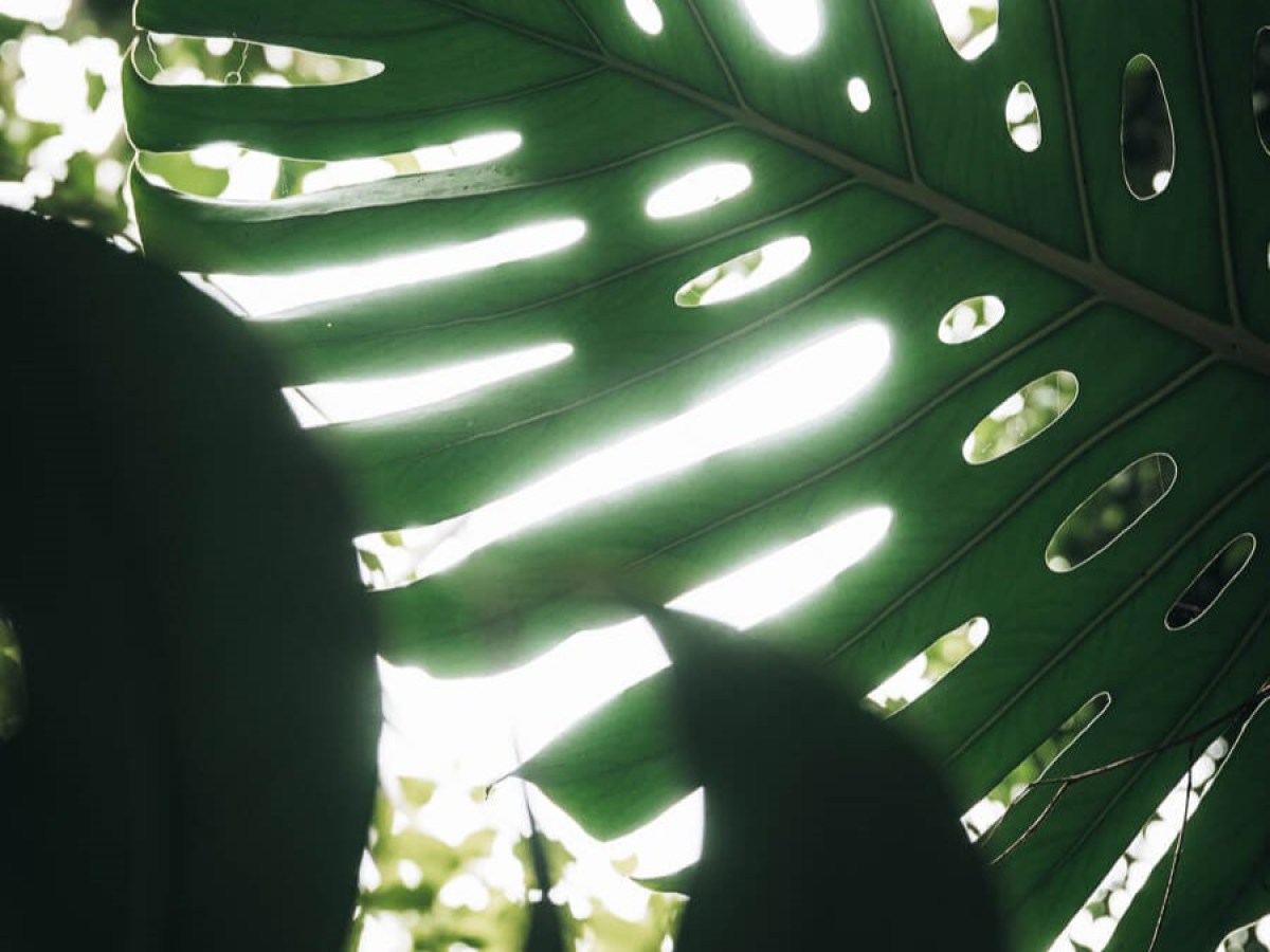 a close up of a green leaf